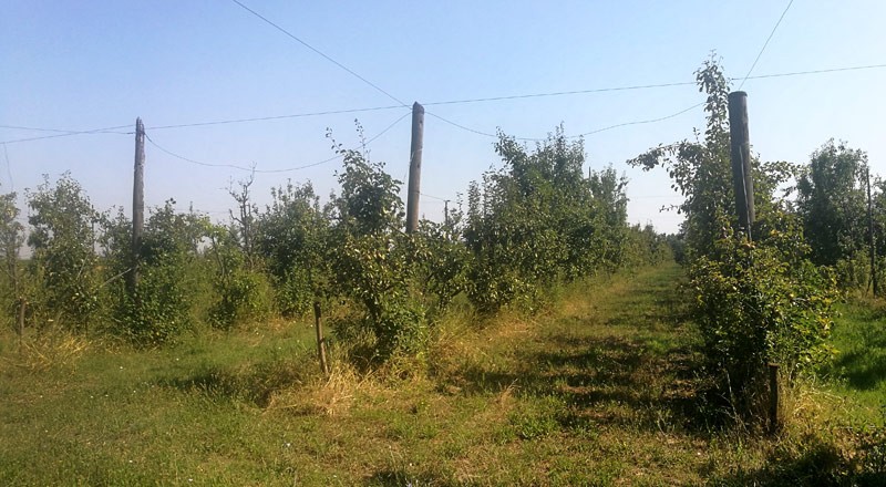 Azienda Agricola Poletti Roberto