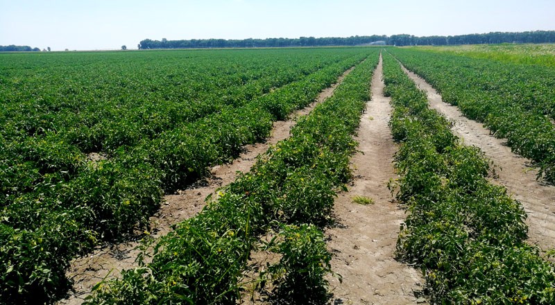 Azienda Agricola Rocchi Nino